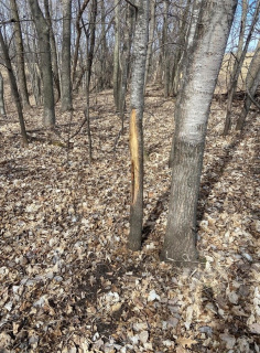 Buck Scrape